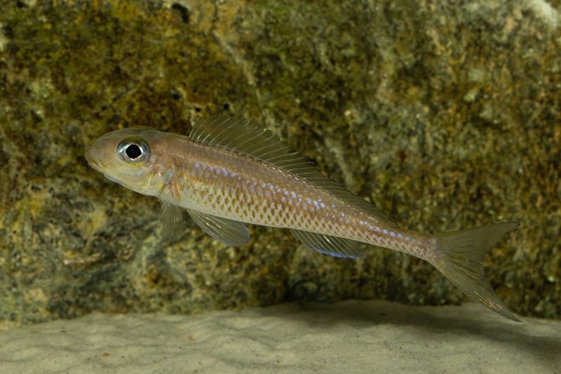 Asprotilapia leptura